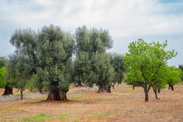 Gaj Oliwny Apulii Południowe Włochy Słoneczny Wiosenny Dzień — Zdjęcie stockowe