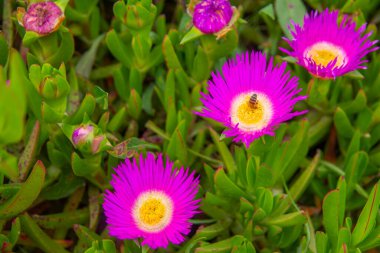 Bir bal arısı, ilkbaharda mor buz bitkisi şeklinde nektar toplar. Yakın plan.