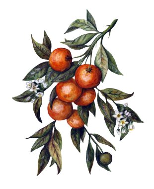 Suluboya ile meyve ve çiçek mandalina ağacı dalı