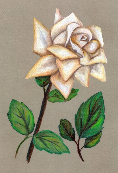 Pastel Rose Blanche Sur Fond Gris — Photo
