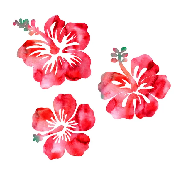 Aquarelle Rouge Hibiscus Fleurs Dessinées Main Sur Fond Blanc — Photo