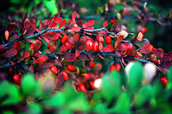 Barberry Branch Red Berries Close Bushes — Stock Photo, Image