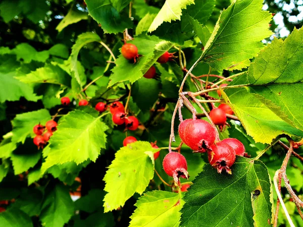 Fructe Păducel Copac Toamna — Fotografie, imagine de stoc