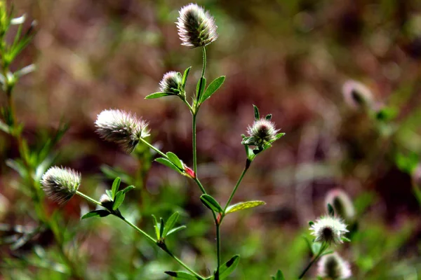 Forest herbs at summer close up