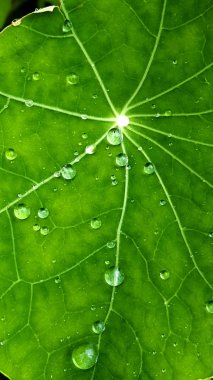 Yağmur damlaları üzerinde nasturtium yeşil bir yaprak