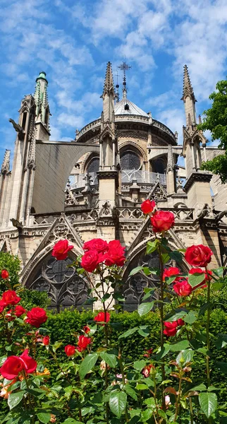 Notre Dame Cathedral on the background of bright red roses