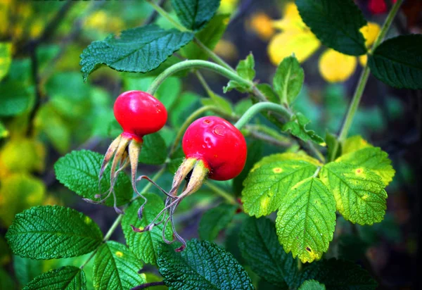 Roșu Boabe Măceșe Împotriva Frunzișului — Fotografie, imagine de stoc