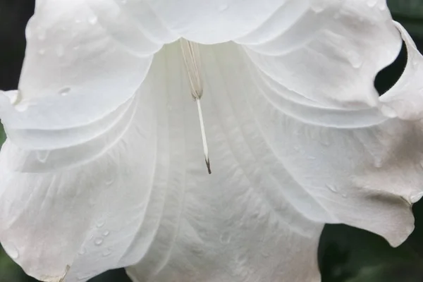 Big white flower in rain drops light patches of light texture of petals