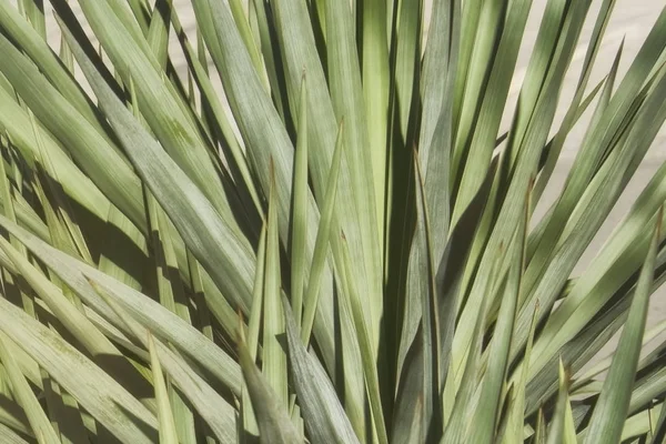Sharp leaves of an evergreen plant of Jukka in tropical climate