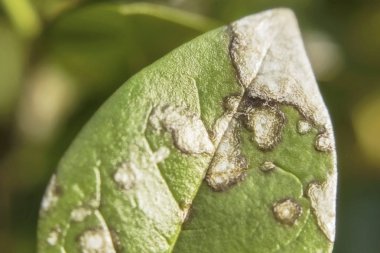 Yeşil yaprağın çürümüş hastalık dokusu.