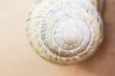 Üzüm salyangozunun kabuğu bej renginde Kışları tahta bir duvarda uyur