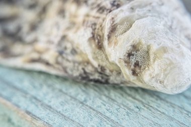 Bir yumuşakça boş güzel deniz kabuğunun bir turkuaz renkli tahta üzerinde yatıyor