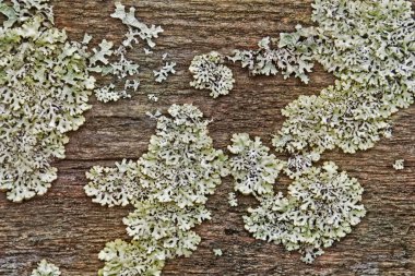 Bir yağmur doku sonra nemli bir karanlık tahtada liken fide