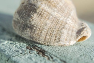 Bir yumuşakça boş güzel deniz kabuğunun bir turkuaz renkli tahta üzerinde yatıyor