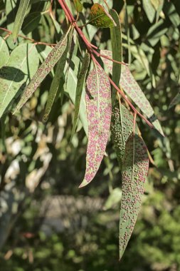Okaliptüs yaprakları, pembe ve sarı Galyalılar tarafından etkilenen dışarıda güneşli gün