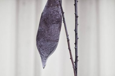 Bir dal bir çit karşı asılı bir shaggy kuru kahverengi fasulye bakla