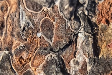 Parlak doku iç ağaç kesme