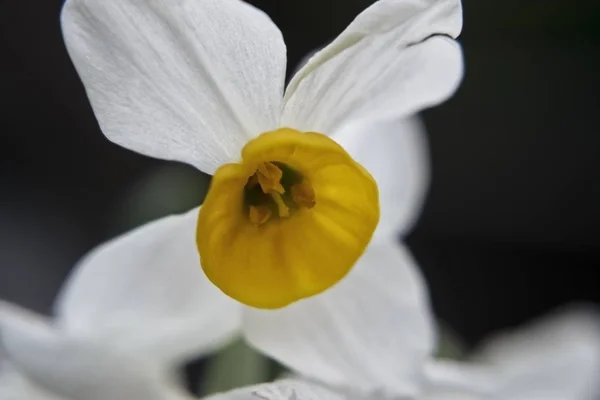 Narciso Blanco Enano Sobre Fondo Oscuro Macro Foto — Foto de Stock