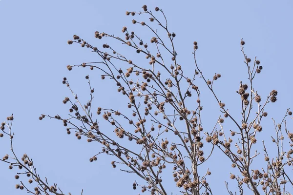 Sicómoro Seco Con Frutos Secos Invierno Día Soleado Brillante Con —  Fotos de Stock