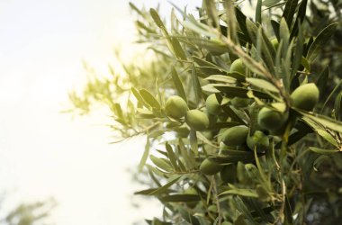 Zeytin Zeytin dalı, yakın çekim 