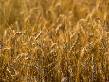 Gün batımında buğday kulaklarını kapat