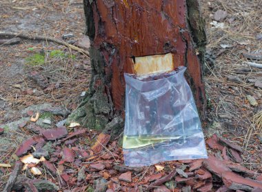 Çam ağacından çam reçinesi toplamak.