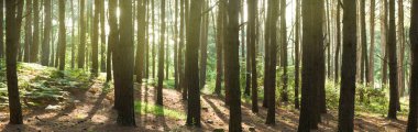 Panoramik doğa geçmişi. Çam ormanında günün ilk ışıkları