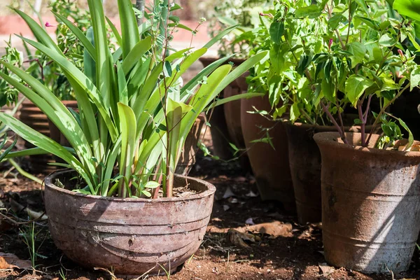 裏庭で成長している鍋に長い葉の緑の植物 — ストック写真