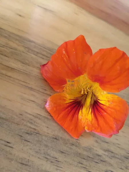 Flor Laranja Sobre Uma Superfície Madeira — Fotografia de Stock