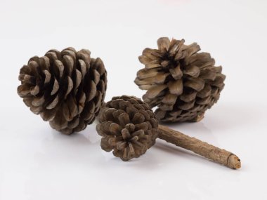 Beyaz arkaplanda çam kozalağı izole