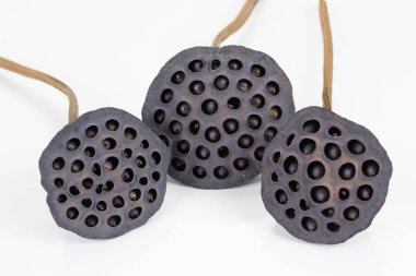Kurutulmuş Lotus Tohum pods, tropik çiçekler üzerinde izole beyaz arka plan, kırpma yoluyla kuru.