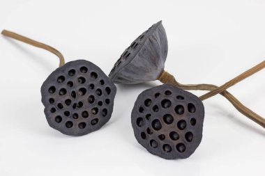 Kurutulmuş Lotus Tohum pods, tropik çiçekler üzerinde izole beyaz arka plan, kırpma yoluyla kuru.
