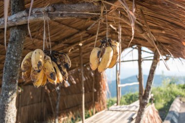 Muz kulübesinde ekilir. İçin yemek kolay