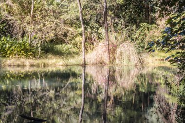 Güzel doğal havuzu güneş vardır ve doğal bir yeşil ağaç çevrili.