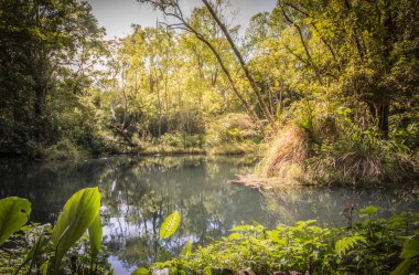 Güzel doğal havuzu güneş vardır ve doğal bir yeşil ağaç çevrili.