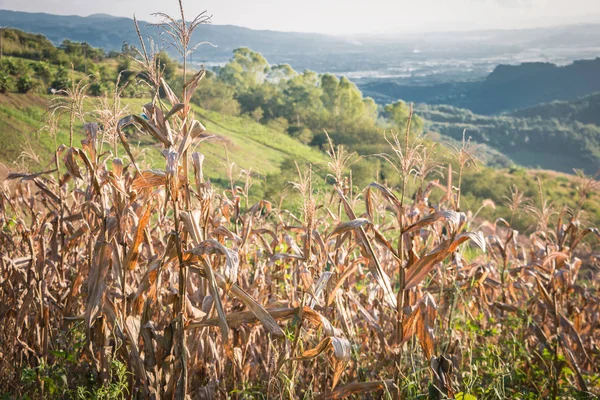 Dead maize After the farmer finished harvesting.