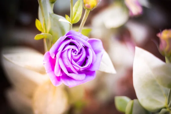 Hermosas Flores Jardín Fotos Fondo Fotos Naturaleza — Foto de Stock