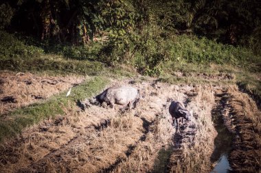 Hasat pirinç tarlaları, pirinç tarlaları kalmıştı buffalo fotoğraf buffalo.