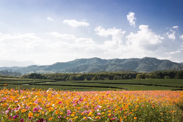 Cosmos alan, Cosmos çiçek Hill, güneşin altında Cosmos çiçek çiçek.