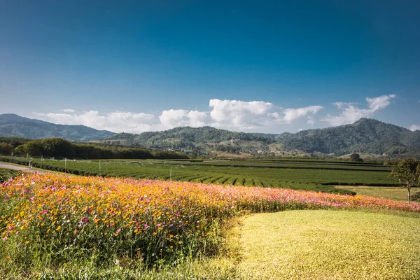 Cosmos flower field, Cosmos flower in the hill, Cosmos flower under the sun.