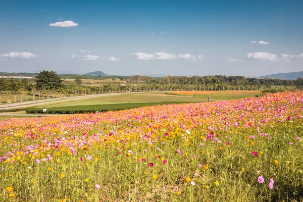 Cosmos flower field, Cosmos flower in the hill, Cosmos flower under the sun.