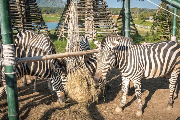 Zebra eating food in the zoo, feeding zebra in the zoo