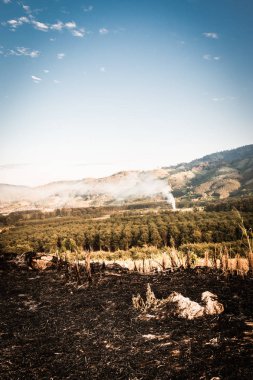 Çiftçilerin hasat hasat sonrası, Taylandlı çiftçi yandı sonra onların bitkileri yandı