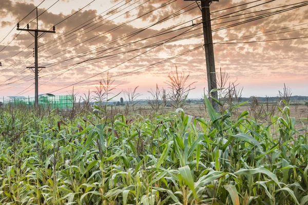 The corn field was planted on the side of the road, the corn field under the electric pole.