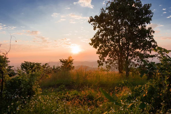 Morning sunrise in the mountains, sunrise on the deciduous forest.