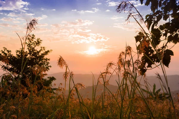 Morning sunrise in the mountains, sunrise on the deciduous forest.