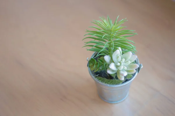 Árbol Pequeño Deje Espacio Para Texto Fotos Fondo Macetas Pequeñas — Foto de Stock