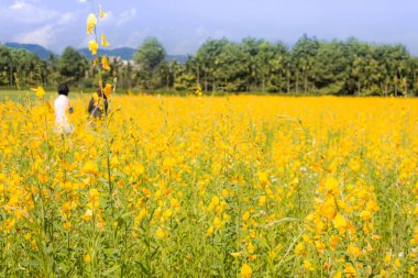 Sunhemp (Crotalaria) kışın dikti. Toprak, güzel sarı çiçekler, Chiang Rai, Kuzey Tayland ayarlamak için.