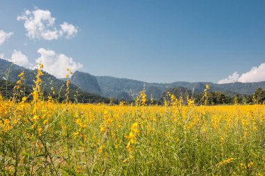 Sunhemp (Crotalaria) kışın dikti. Toprak, güzel sarı çiçekler, Chiang Rai, Kuzey Tayland ayarlamak için.