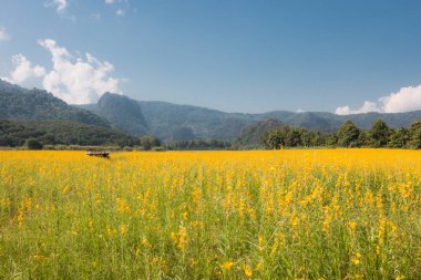 Sunhemp (Crotalaria) kışın dikti. Toprak, güzel sarı çiçekler, Chiang Rai, Kuzey Tayland ayarlamak için.
